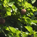 Imagem de Pau-rei