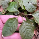 Imagem de Pyrola