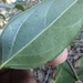 Imagem de Flor-de-são-joão