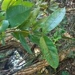 Imagem de Pau-Terra