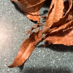 Imagem de Carvalho-dente-de-serra