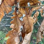 Imagem de Quercus petraea