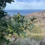 Imagem de Carvalho-da-Ilha-Catalina