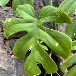 Imagem de Monstera deliciosa