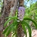 Imagem de Orquídea