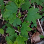Imagem de Groselha-verde
