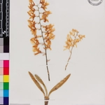 Imagem de Orquídea-da-serra