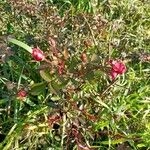 Imagem de Rosa Menina