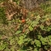 Imagem de Rosa-do-mato