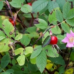 Imagem de Rosa-canela