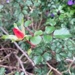 Imagem de Rosa-amarela