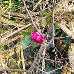 Imagem de Rosa vermelha
