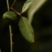 Imagem de Rosa-do-campo