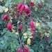 Imagem de Rosa-moyesii