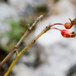 Imagem de Rosa-das-montanhas