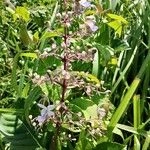Imagem de Clerodendro