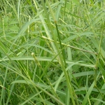 Imagem de Rottboellia cochinchinensis