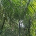 Imagem de Palmeira-real