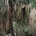 Imagem de Palmeira-mexicana