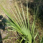 Imagem de Sabal-palmetto