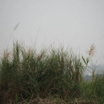 Imagem de Cana-de-açúcar