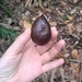 Imagem de Salak