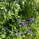 Imagem de Salvia Azul