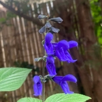 Imagem de Sálvia azul