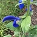 Imagem de Sálvia-azul