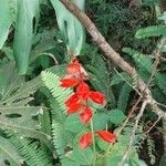 Imagem de Salvia vermelha