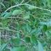 Imagem de Cola-navalha