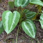Imagem de Tajá-branca
