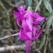 Imagem de Flor-de-maio
