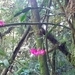 Imagem de Flor-de-maio