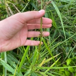 Imagem de Cipó-de-fogo