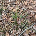 Imagem de Scleria oligantha