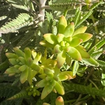 Imagem de Sedum rubrotinctum