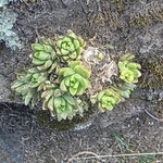 Imagem de sedum