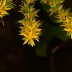 Imagem de Sedum Palmeri