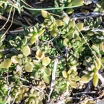Imagem de sedum