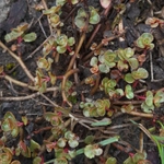 Imagem de sedum