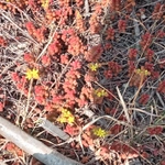 Imagem de Sedum stahlii é popularmente conhecida como "suculenta"