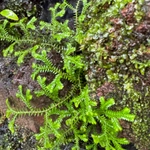 Imagem de Samambaia-de-jardim