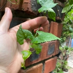 Imagem de Flor-das-almas