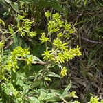 Imagem de Senecio minimus