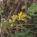 Imagem de Mata-pasto
