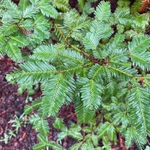 Imagem de sequoia