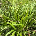 Imagem de Setaria megaphylla