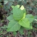 Imagem de Malva-branca