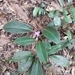 Imagem de Orquídea bambu